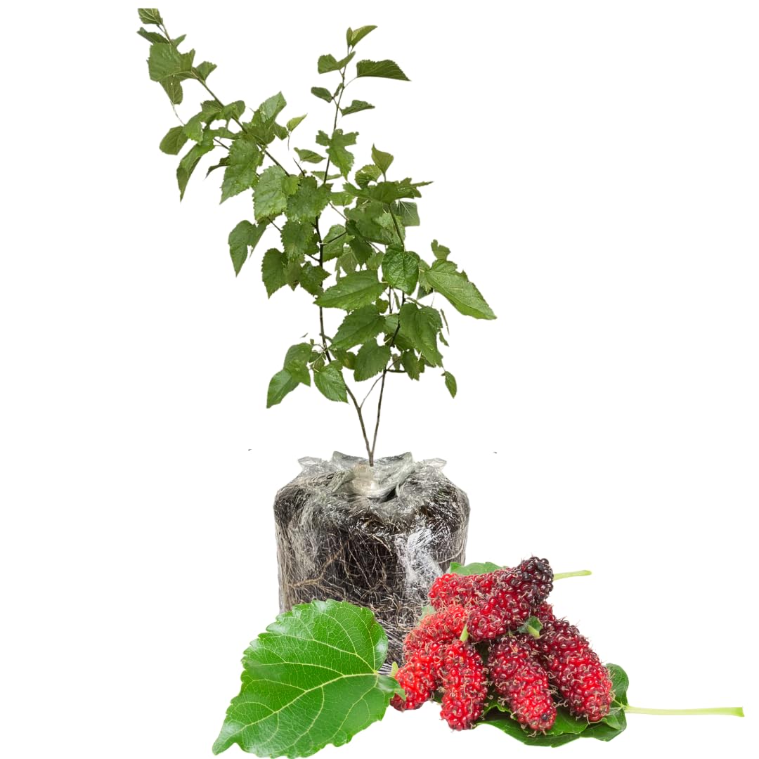 Mulberry Plant Live for Planting 5 to 8 Inch Tall, Sweet Mulberry Fruit Tree, Mulberries Seedling (Red Mulberry)
