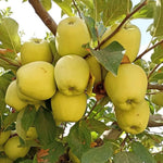 Live Gold Apple Tree Plant