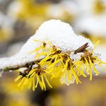 Yellow Witch Hazel Tree Shrub Flowering Bushes Witch Hazel Plants Tree in Quart Pot, 6 to 12 Inc Tall Live Plants, Witch Hazel Plants