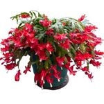 Live Red Christmas Cactus Live Plant 4–6 Inches Tall, Winter Blooming False Thanksgiving Cactus Well Rooted, Flowering Houseplant for Home and Office