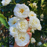 Roses Live Plant, Climbing Rose Plant Live from 5'' Tall, Bush Shrub Plants, Fragrant Flower Garden (White)