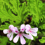 2 Citronella Scented Geranium Plants Live for Planting Indoor Outdoor 4-8 Inches, Fragrant Citronella Plant Ground and Container Growing