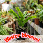 4 Christmas Cactus Plants Live, 5-9 Inch Tall (Yellow)