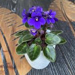Blue African Violet Live Plant in 4” Pot, Blooming Indoor Houseplant, Easy Care Flowering Plant for Home or Office Décor