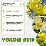 Magnolia Tree Live Plant 6 to 14 Inch Height, Fragrant Magnolia Plant Live to Grow, Magnolia Bush Flowers in Pot (Yellow Bird Magnolia)