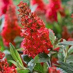 2 Butterfly Bush Live Plants, Red Buddleia Shrubs, 5–9 Inch Tall, Fragrant Flowering Shrubs, No Pot