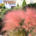 Clump 5-9" Muhly Grass Live Plant for Spring Planting, Ornamental Grass, Perennial Grasses Fast-Growing, Vibrant Color (Ruby)
