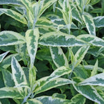 Pack 2 Butterfly Bushes Live Plant, Fragrant Buddleia Bush Shrub, 4 to 9 Inch Tall (Variegated Foliage)