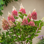 Hydrangea Plant Live Tree Dormant in Winter, Vibrant Color Bloom, 5-11" Well-Rooted Hydrangea Shrub Bush for House Planting Outdoor (White to Pink)