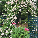 Climbing Rose Live Plant Well Rooted, No Leaf, Ready to Plant Indoor Outdoor, Climber Rose Bush, Hybrid Tea Rose Like, Very Fragrant, Long Bloomer (White)