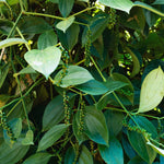 Live Piper Nigrum Plant, 4 to 6 Inc Long, Black Pepper Plant Live, Live Pepper Plant, Black Pepper Tree Live Plant, Black Pepper Well Rooted for Garden, Ready to Plant