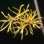 Yellow Witch Hazel Tree Shrub Flowering Bushes Witch Hazel Plants Tree in Quart Pot, 6 to 12 Inc Tall Live Plants, Witch Hazel Plants