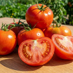 Set 2 Tomato Plants, Better Boy Tomato Plants Live, 4-6 Inc Tall, High Yield Vegetable for Raised Beds, Containers and Outdoor Garden
