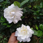 Set 2 of Jasmine Plants Live, Frost Proof Gardenia Plants Live, 5 Inches and 7 Inches Tall