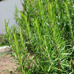 2 Pots Rosemary Plants, Live Rosemary Plants in 4" Pot, Fragrant Herb Leaves, Perennial Herbs Plant for Containers, Outdoors Indoors Garden