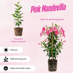2 Mandevilla Plants Live, 4-6'' Tall, Mandevilla Flower Plants, Vibrant Flowers Plant for Outdoor Growing