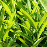 3 Galangal Plants, Ginger Plants Live, 4 to 7 Inches in Height, Ginger Live Plants for Garden, Ginger Well Rooted, Ready to Plant Indoor Outdoor