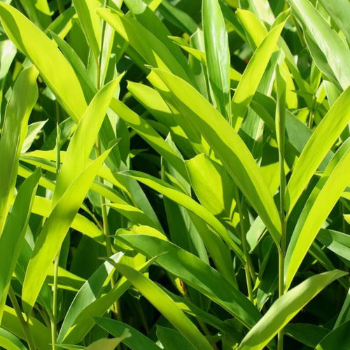 3 Galangal Plants, Ginger Plants Live, 4 to 7 Inches in Height, Ginger Live Plants for Garden, Ginger Well Rooted, Ready to Plant Indoor Outdoor