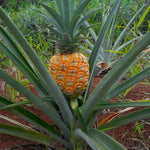 2 Pineapple Plants Live to Grow 5 to 8 Inch Tall, Sweet Pineapple Fruit Tree Live Plant for Outdoor (Gold Pineapple)