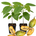 Pawpaw Tree Live Plant 1 Year Old in Quart Pot, Paw Paw Trees Plants Live for Planting, 6-12" Tall Cold Hardy