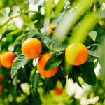 Live Seedless Mandarin Orange Tree, 1 to 2 Feet Tall, Sweet Citrus Tree for Container or Backyard Garden Growing