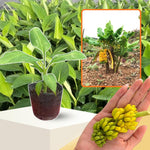 Truly Tiny Banana Plant Tree Live, Cold Hardy 4-7" in Tall, No Pot, Outdoor Spring Planting, Rare and Sweet Banana Plants