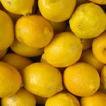 Live Meyer Lemon Tree Plant, Fragrant Citrus Tree, 2-4 Inches Tall in 4 Inch Pot for Growing