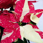2 Multi Varieties Poinsettia Plants Live, Pink Red Poinsettia Flowers for Holiday Christmas Gift, Decoration Houseplant 5-10" in Tall, No Pot
