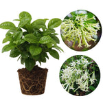 2 Jasmine Plants Live, Fragrant White Jasmine Live Plants, Fast Growing Flower Plants for Outdoor Garden, 5-7'' (Night Blooming Jasmine)