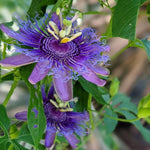 Pack 2 Passion Flower Plants, Dark Purple Passiflora Vine Flowering Plant 4-7 Inch Tall, Indoor Outdoor Planting