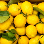 Live Yellow Lemon Tree, 3-5" Tall, Well Rooted for Planting
