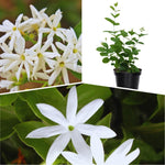 2 White Jasmine Plant Live, Jasmine Flower Plants, 5 to 7 Inc in Height Indoor Outdoor Garden
