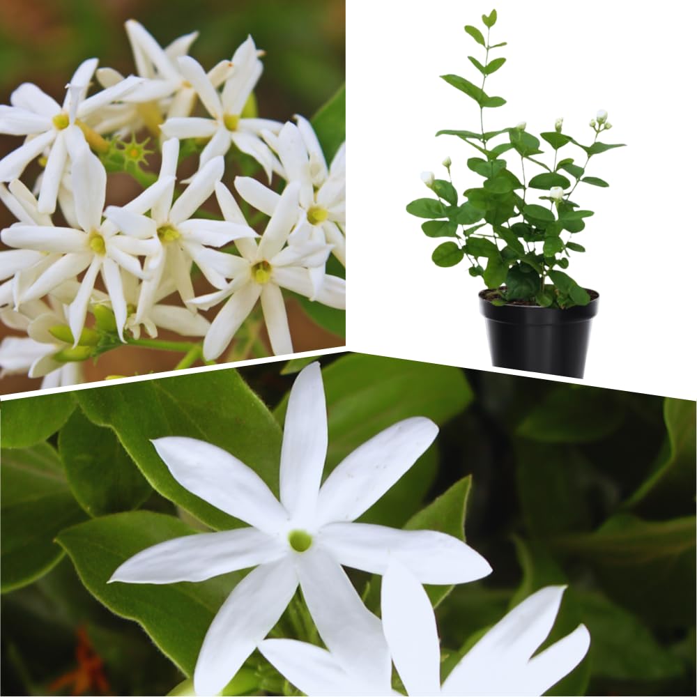 2 White Jasmine Plant Live, Jasmine Flower Plants, 5 to 7 Inc in Height Indoor Outdoor Garden