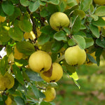 Quince Tree Plant Live, Cold Hardy Edible Fruit Tree, 2-3 Ft Tall