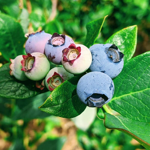 1 Blueberry Bush Live Plant 5 to 9 Inch Tall, Blueberry Plant Live for Planting, Sweet Blueberries Fruit Tree Live Plant (Sharpblue Blueberry)