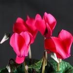 Set of 2 Cyclamen Plants Live, Hardy Cyclamen Plants, Vibrant Blooming Houseplant, 4 Inch Pot for Planting (Red)