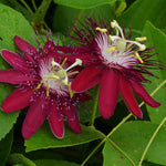Pack 2 Passion Flower Plants, Passiflora Vine Flowering Plant 4-7 Inch Tall, Indoor Outdoor Planting