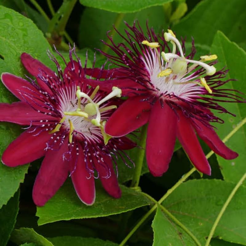 Pack 2 Passion Flower Plants, Passiflora Vine Flowering Plant 4-7 Inch Tall, Indoor Outdoor Planting