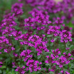 5000 Mix Creeping Thyme Seeds, Low Growing Groundcover Seeds, Fragrant Thyme for Garden Paths, and Rock Gardens