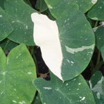 Colocasia Elephant Ears Live Plant, Alocasia Plant, Esculenta Taro Live Houseplant, 5-7 Inc Tall (Bicolor)