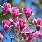 Pack 2 Jane Magnolia Plants Live, Fragrant Magnolia Bush Live Plants 6 to 12 Inch Tall, Tulip Shaped Magnolia Flowers Seedlings in 2.5 Inch Pot