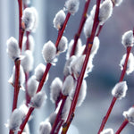 Set 2 Willow Plants Live Bare Root 1-2 Feet Tall, Dormant Willow Live Plants for Outdoor Garden Landscaping (Pussy Willow)