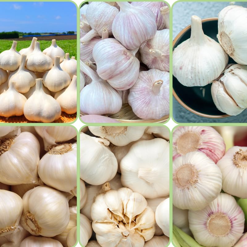 4 Large Music Garlic Bulbs for Planting in Spring, High Yield Hardneck Garlic Cloves Seeds, Fresh, Cold Hardy and Fast Growing, Various Varieties