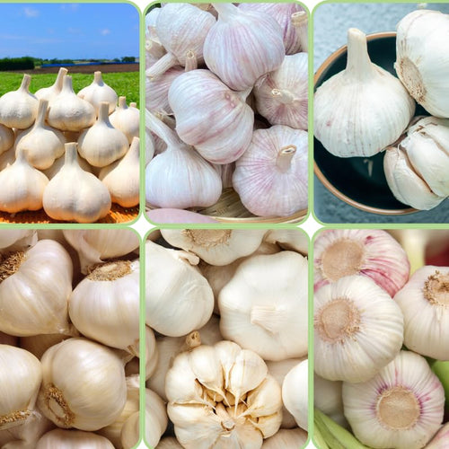 4 Large Music Garlic Bulbs for Planting in Spring, High Yield Hardneck Garlic Cloves Seeds, Fresh, Cold Hardy and Fast Growing, Various Varieties