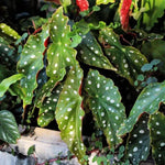2 Begonia Live Plants Outdoor, Angel Wing Begonia Maculata Plants Live, 5-9" Tall, Ornamental Foliage Houseplant for Home or Office (Pink White Spot)