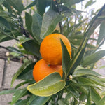 Red Navel Orange Live Plant in 1 Gallon Pot, Red Orange Tree 24-30 Inch Tall, Citrus Fruit Tree for Planting Outdoor Garden