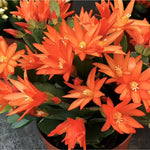 Easter Cactus Plants Live, Vibrant Color, Size 5-9" in Tall, No Pot, Spring Bloom Housplant Indoor Outdoor Succulent Cacti (Orange)