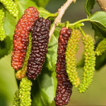 Pack 2 Mulberry Tree Live Plant for Growing 5 to 8 Inch Tall, Everbearing Mulberry Bush Live Plant, Mulberry Plant Live Home Garden (Pakistan Mulberry)