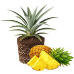 Pineapple Plant, Gold Pineapple Plants Live, Well Rooted from 4 to 6 Inches Tall, Tropical Sweet Fruit Seedling for Outdoor Gardening