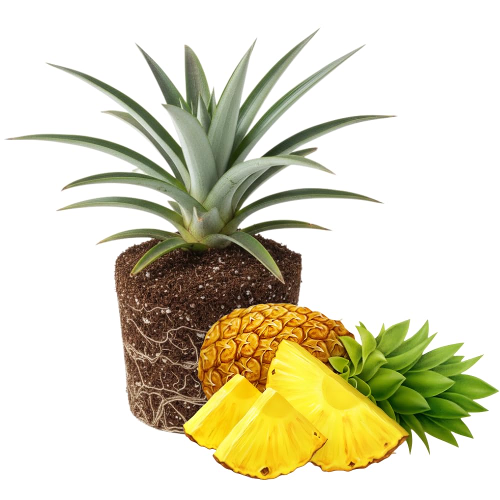 Pineapple Plant, Gold Pineapple Plants Live, Well Rooted from 4 to 6 Inches Tall, Tropical Sweet Fruit Seedling for Outdoor Gardening